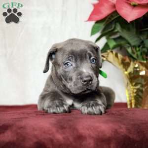 Ella, Cane Corso Puppy